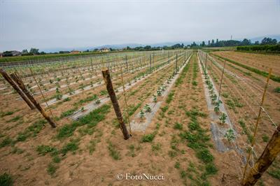 azienda-agricola-2